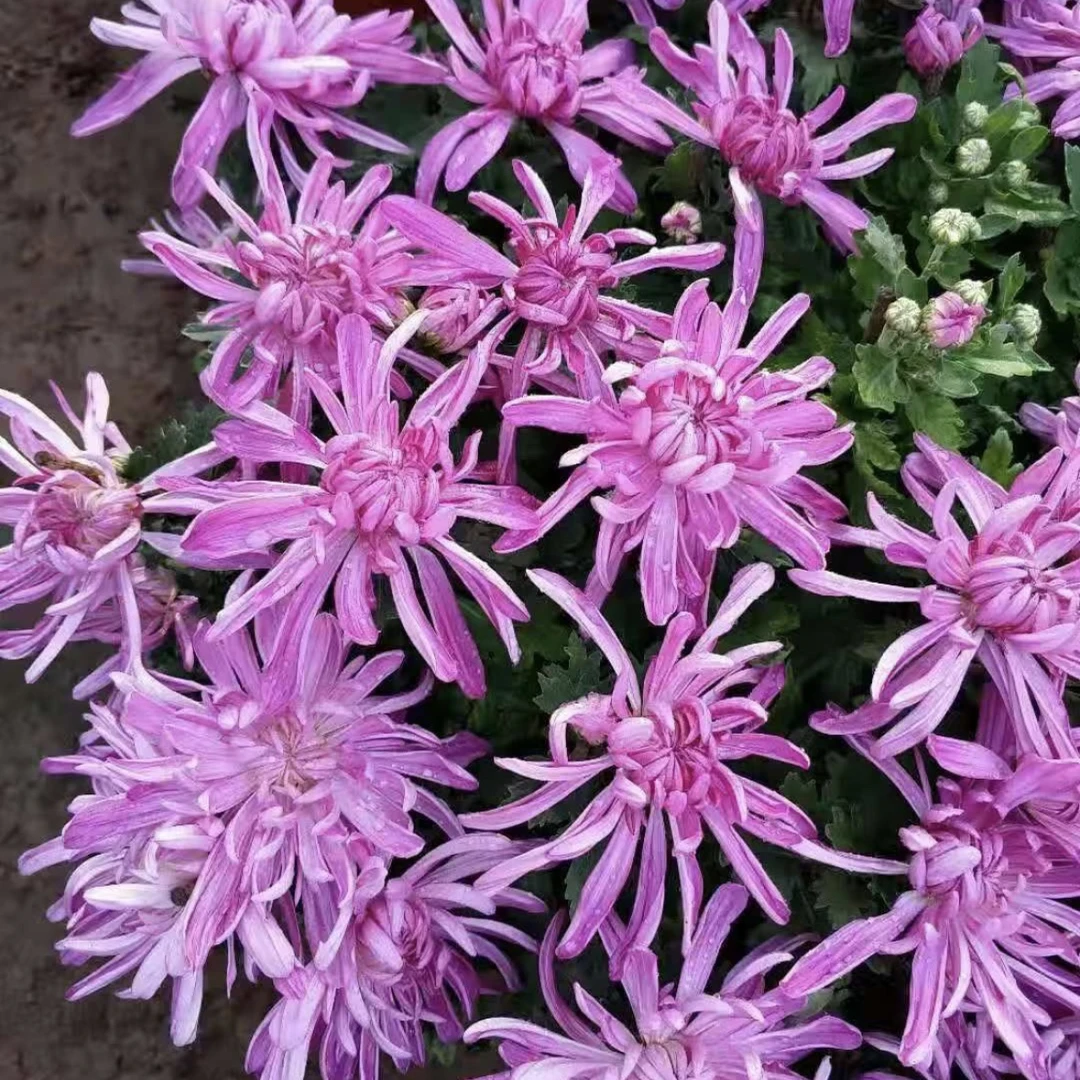 满堂红菊花盆栽