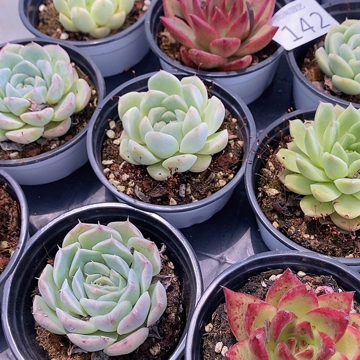 142 多肉植物盆栽花卉