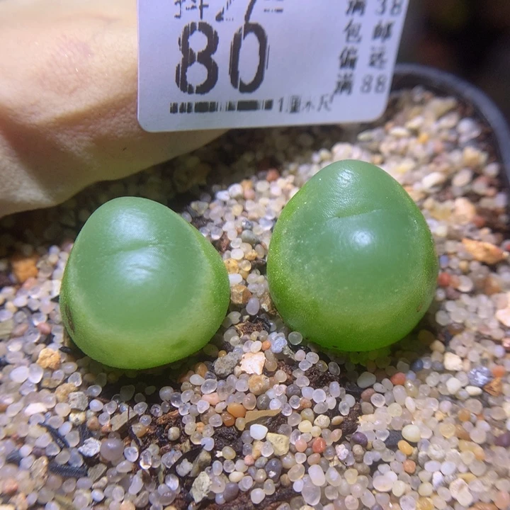 精品生石花27.80