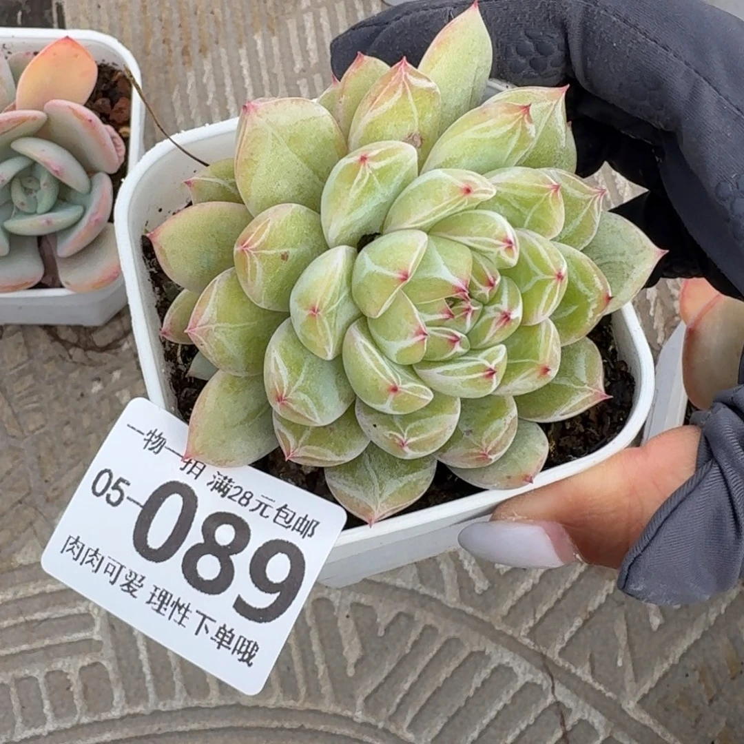 雪花珍妮无盆土发货