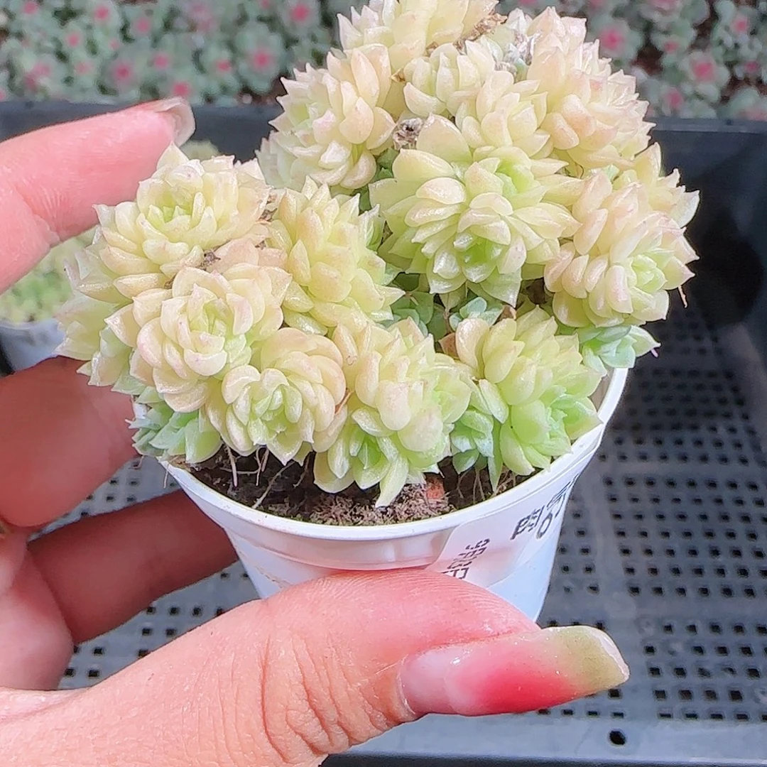 0923-85麦秆优选不包整