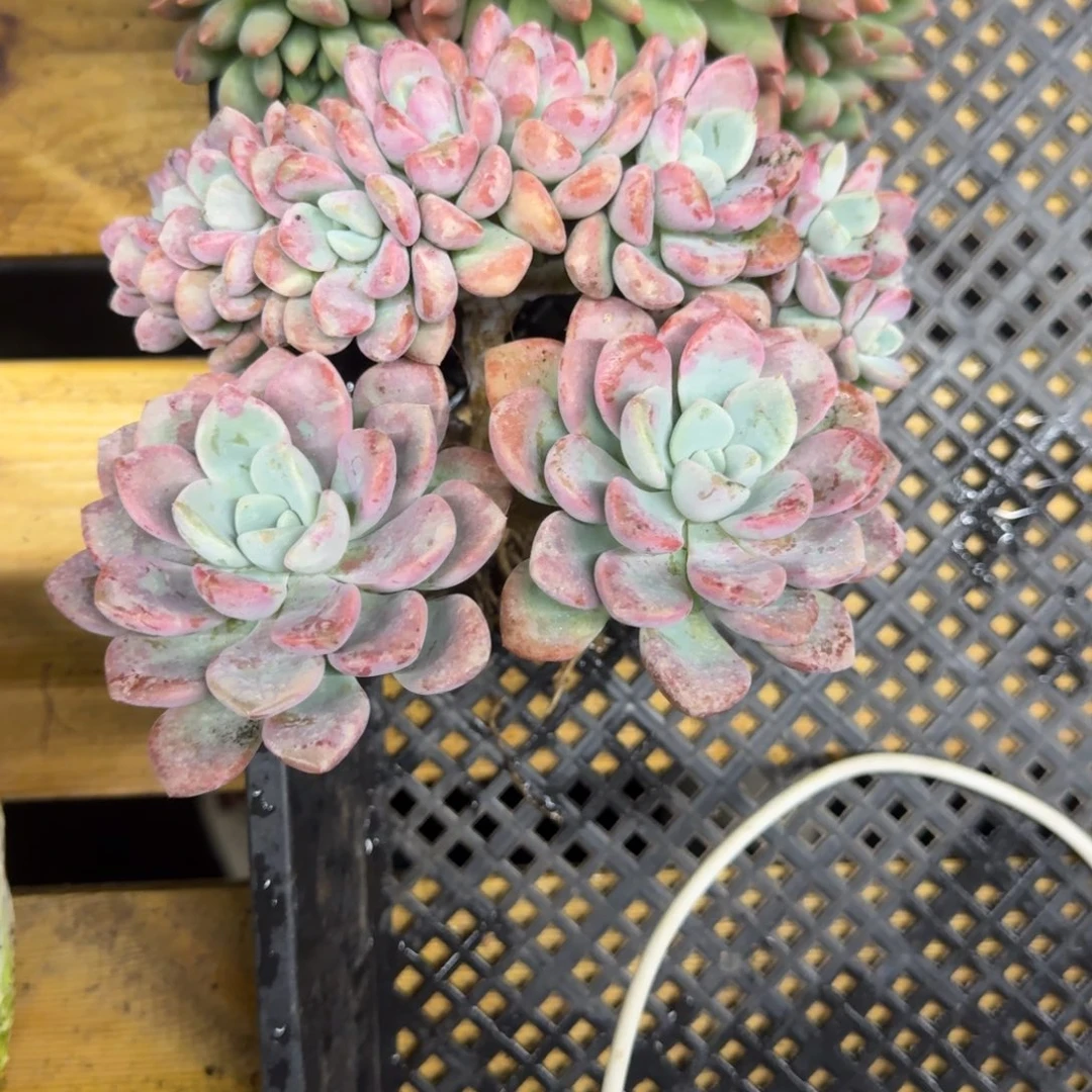 L***.花斑鹿缀化