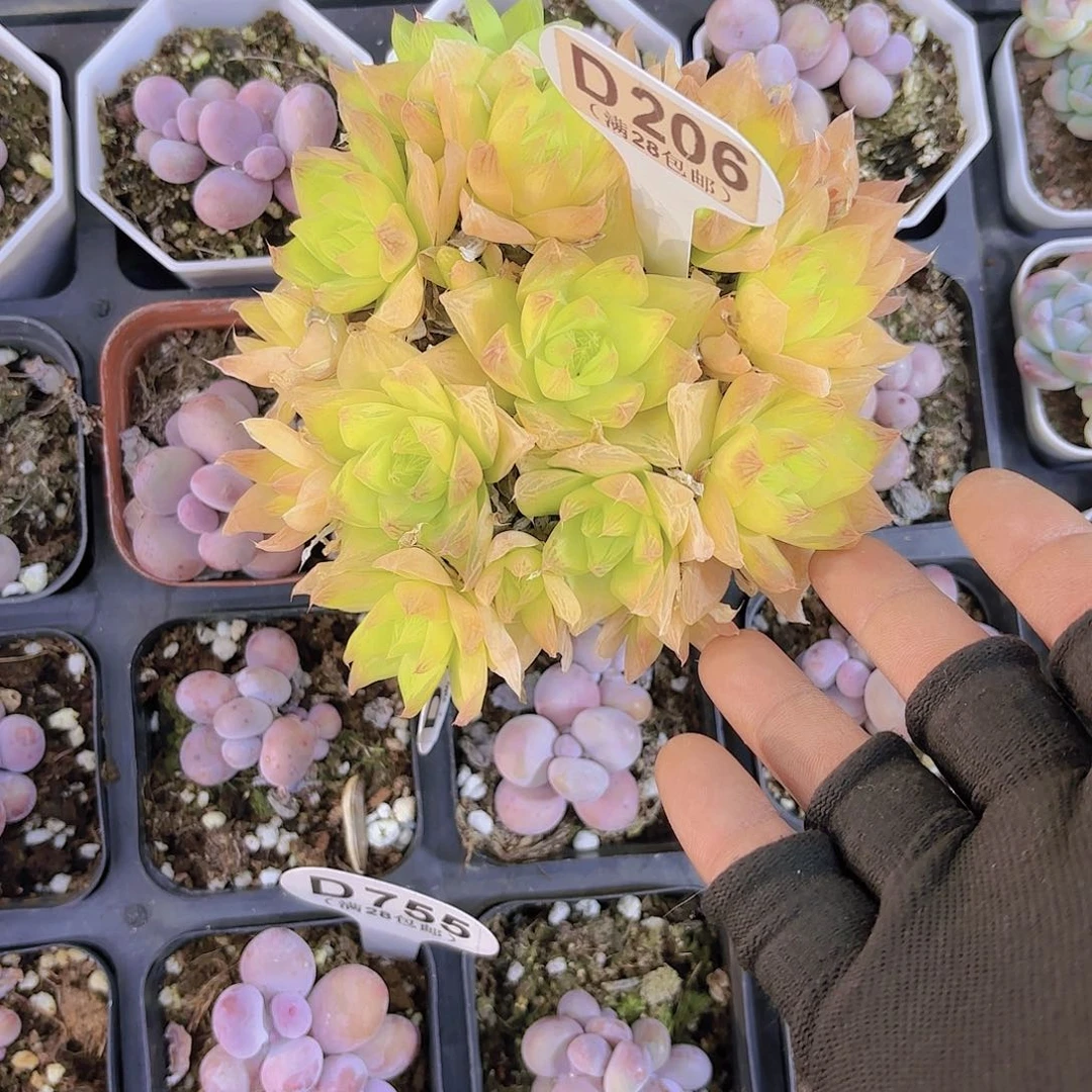 玛***治D206黄金茅草一物一拍