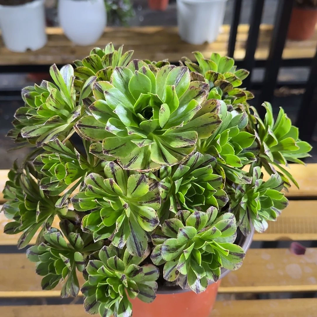 必火0000000000000000福利