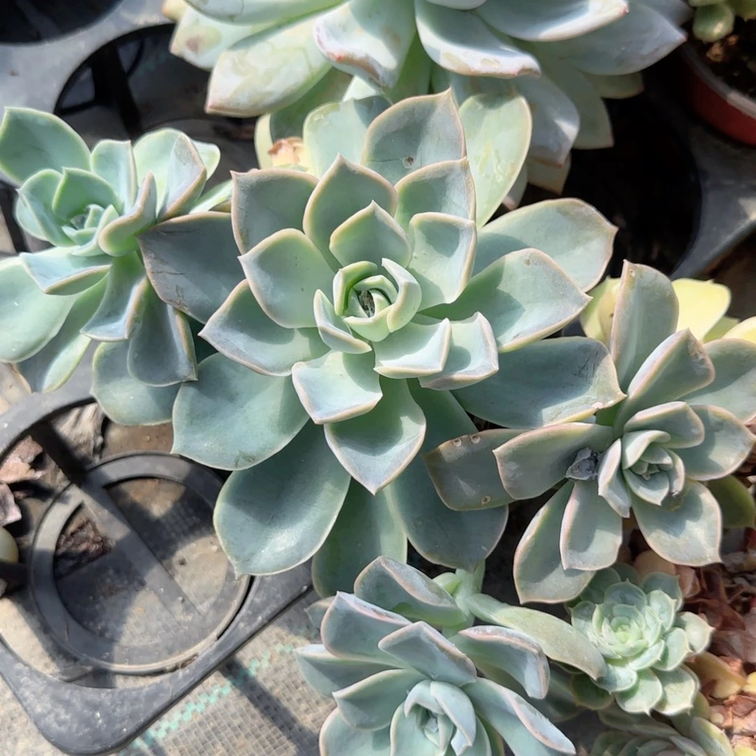 无花朵哈里沃森大点120