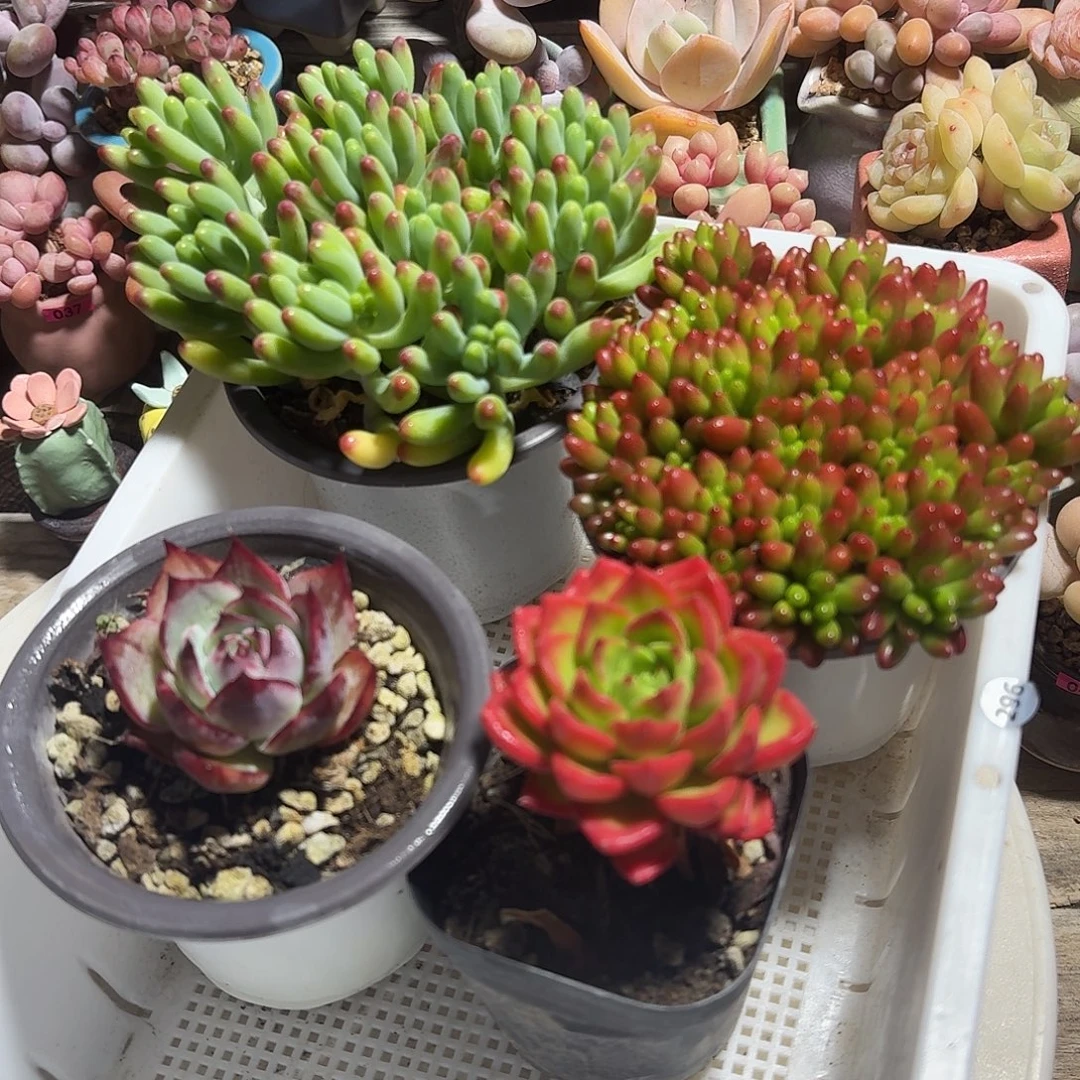 框拍一物一拍编号296