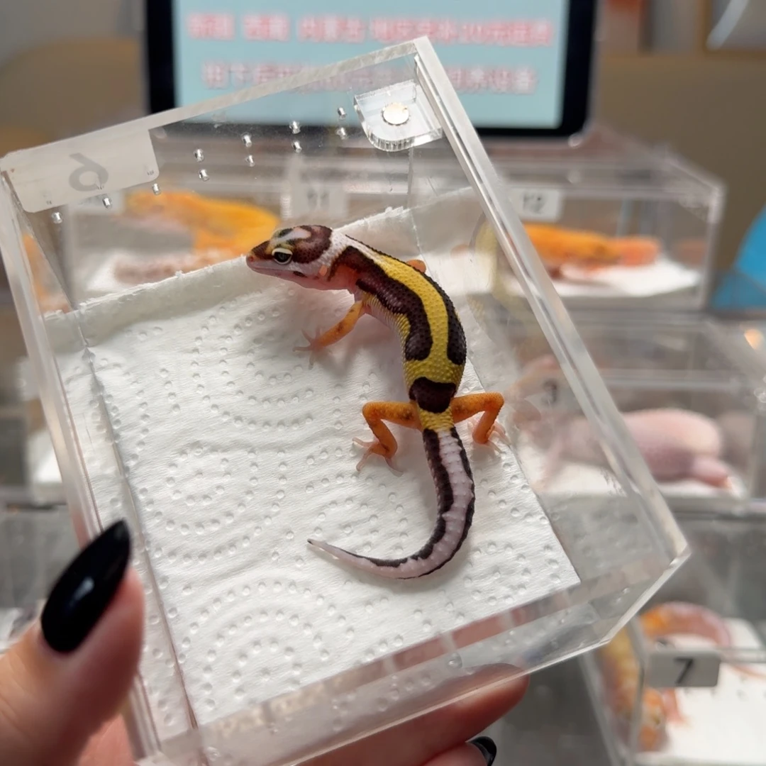 豹纹守宫土匪母温