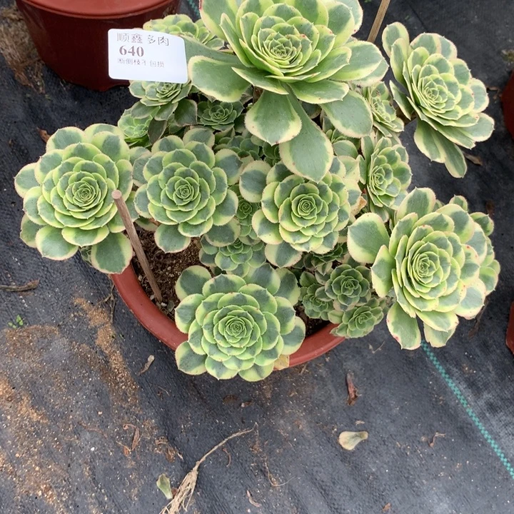 640保时捷多肉植物特价