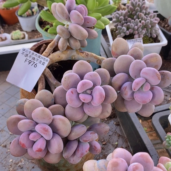 大花球腰子桃蛋976多肉植物会掉叶