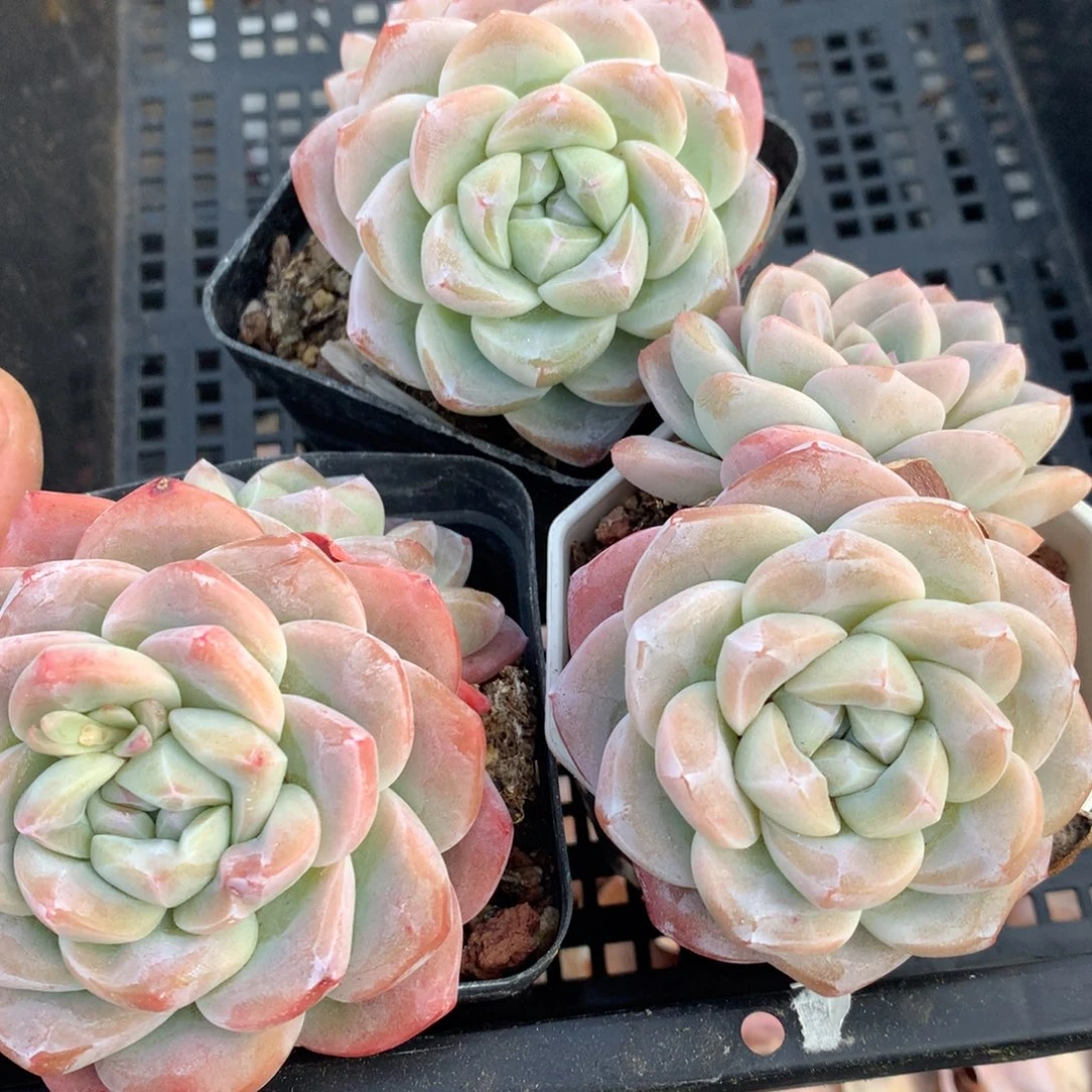 0215-14 老桩冰玉三颗