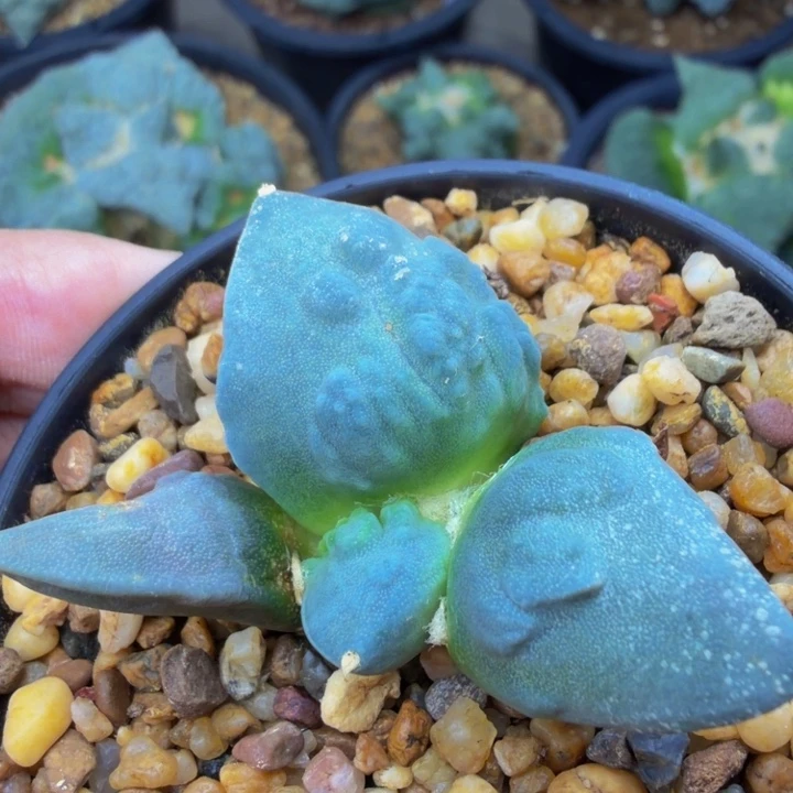 外星怒家的外星怒苗