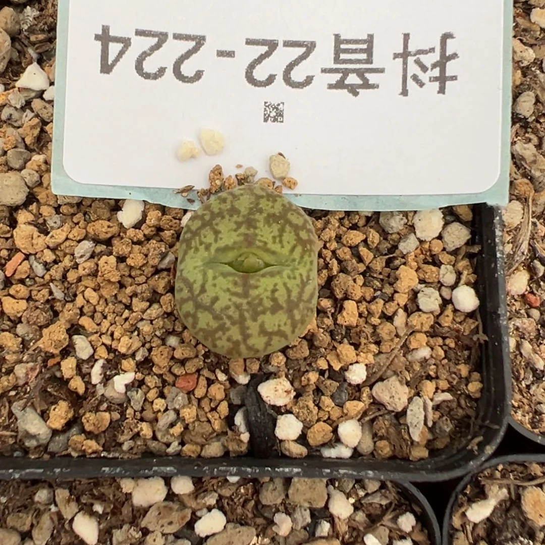 22-224肉锥多肉植物