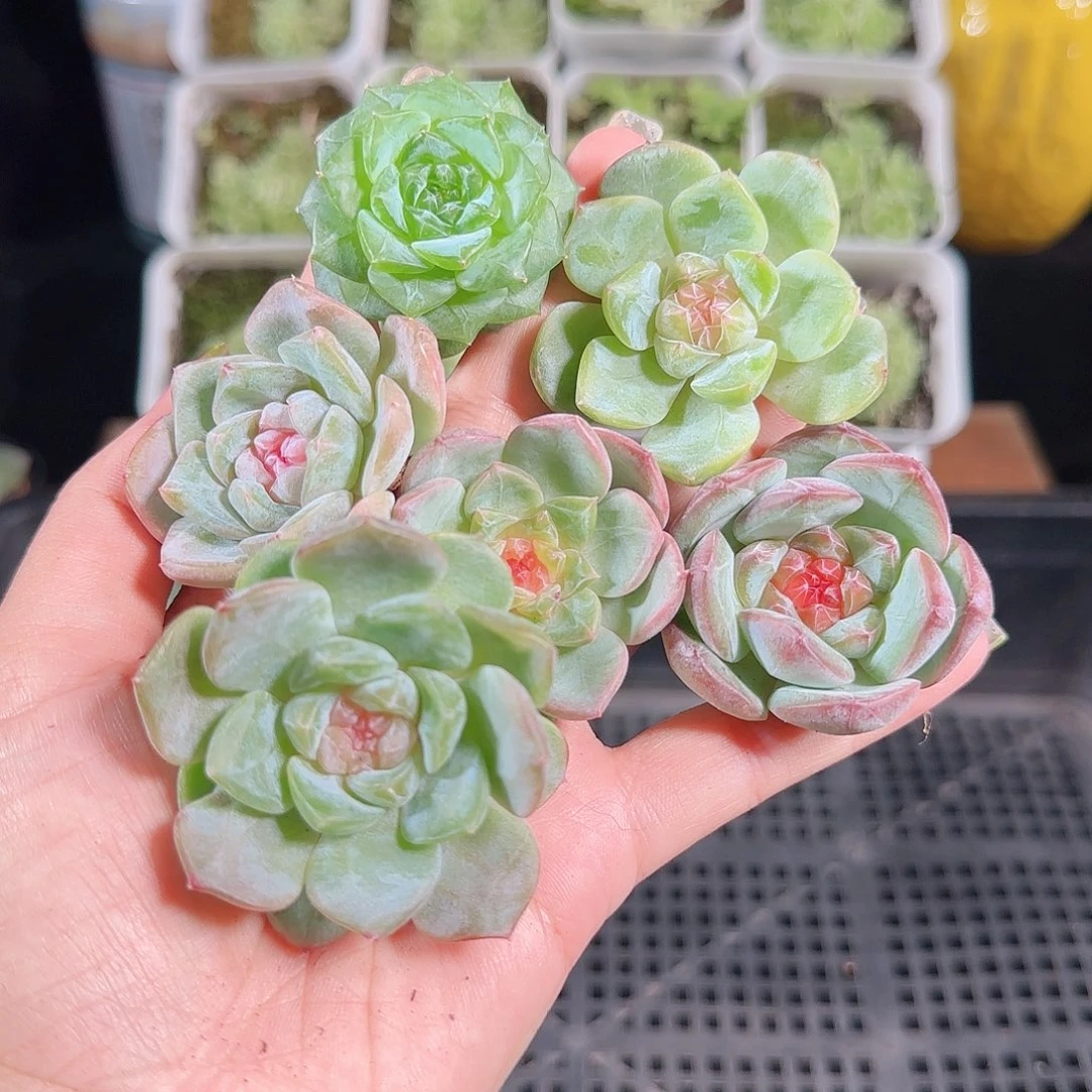 0831---73糖心珍妮