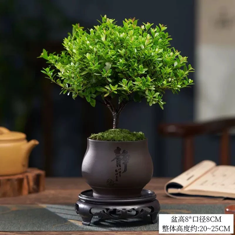 小叶赤楠老桩盆景苗植物花卉微景观办公室好养盆栽茶台绿植