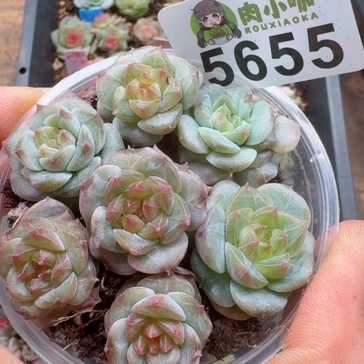 多肉植物多肉植物