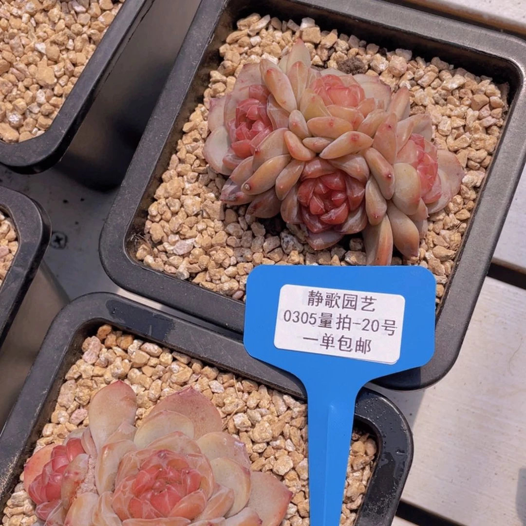 0305-20-大群琥珀群生一颗