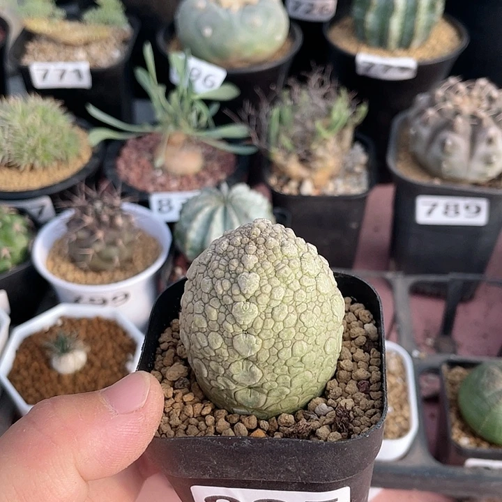 来***毛885凝提玉仙人球植物