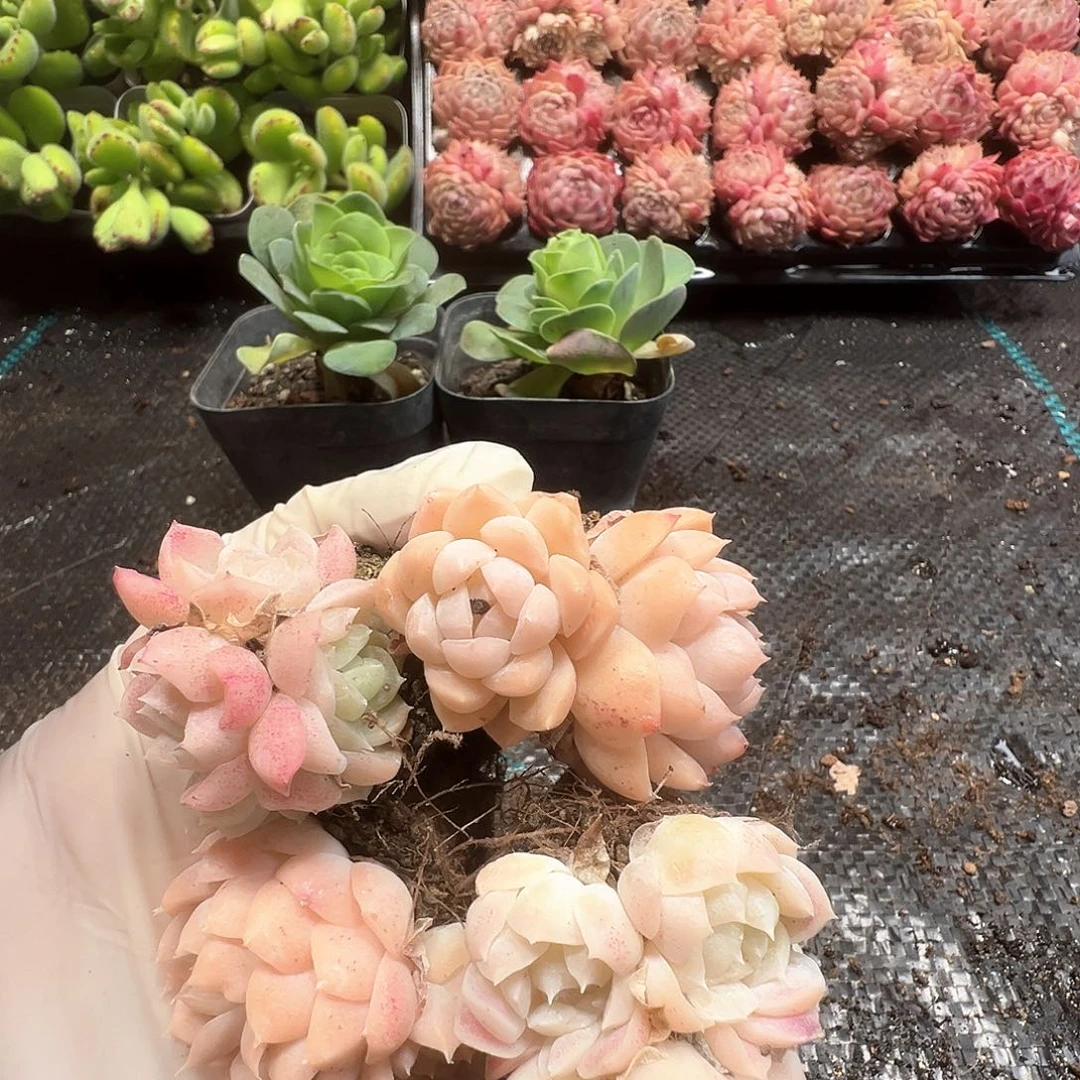 白桃汽水，带土发货