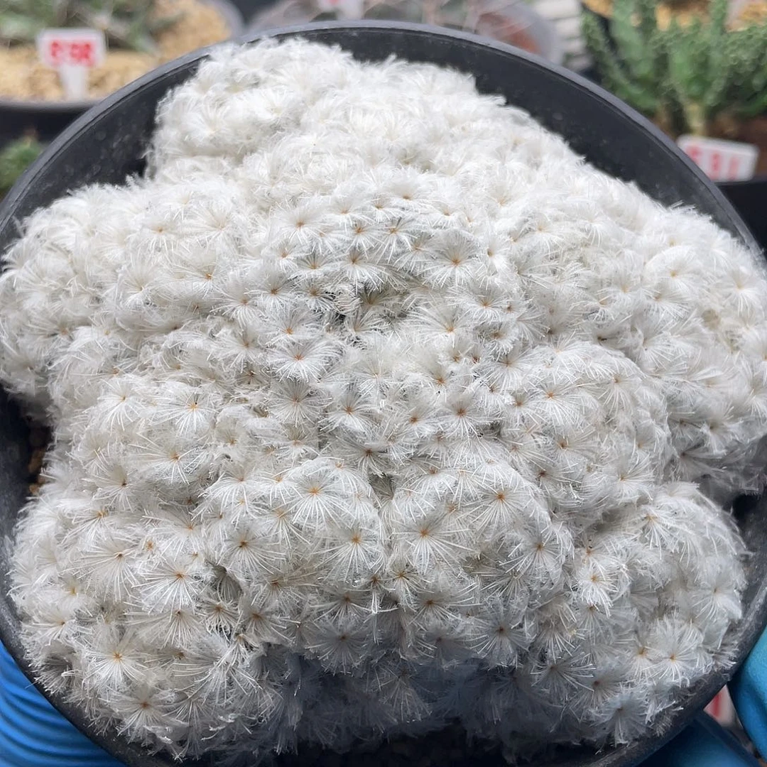 实生日系高绒羽毛佛头白星