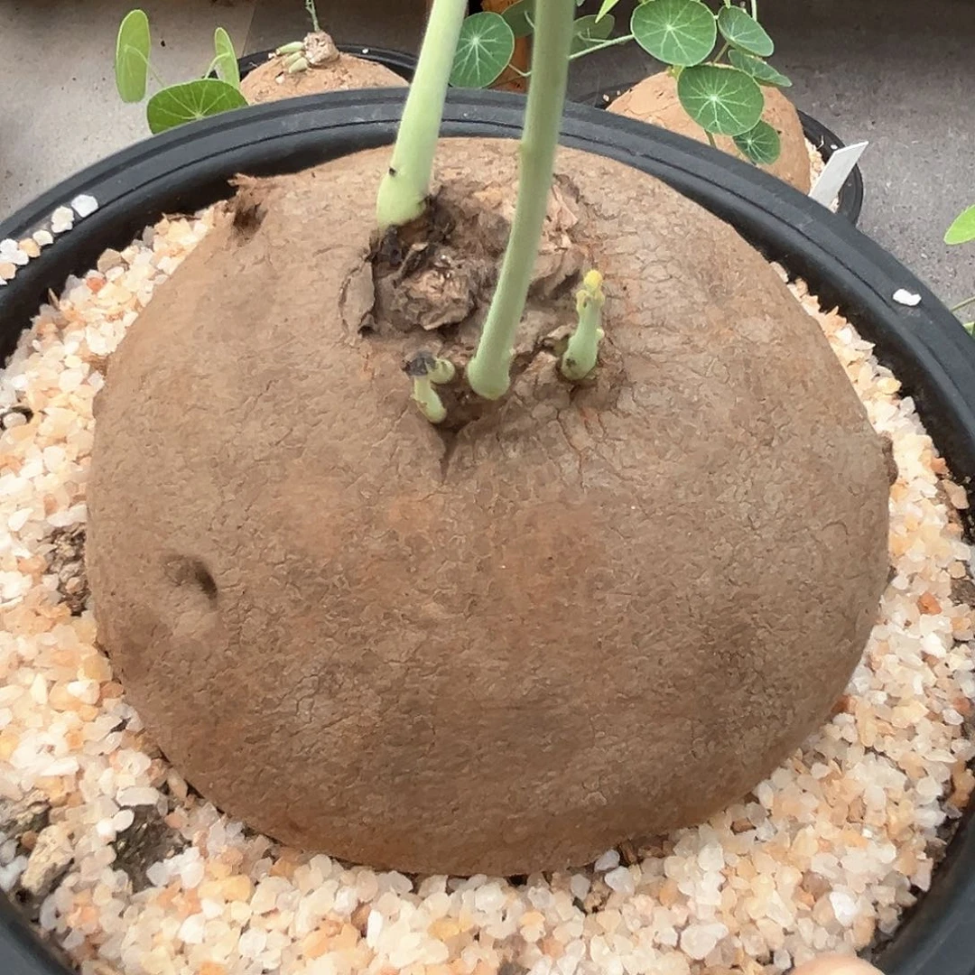 潮流植物素可泰，9.8公分