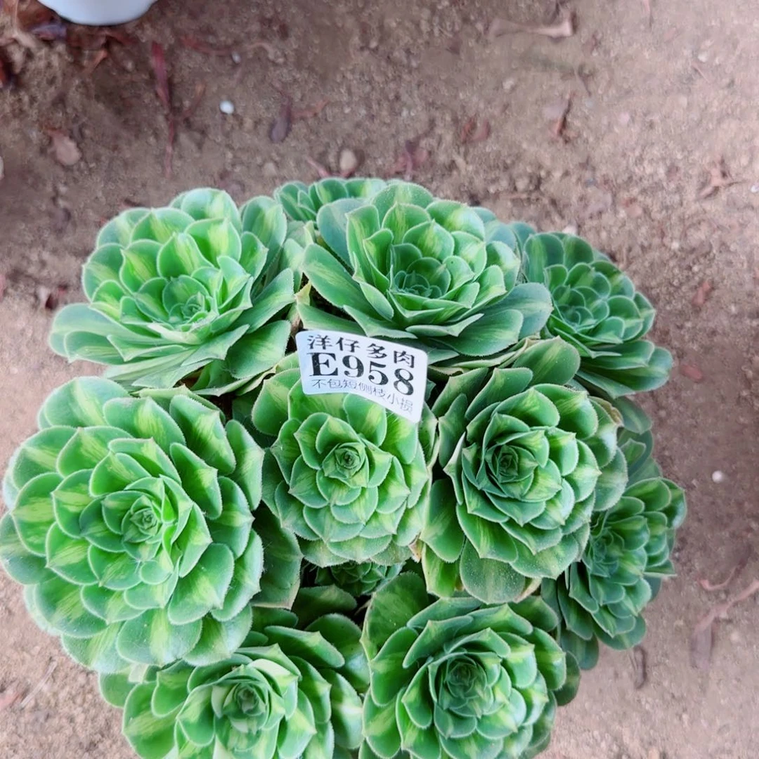 翡翠琉璃法师958冠幅23