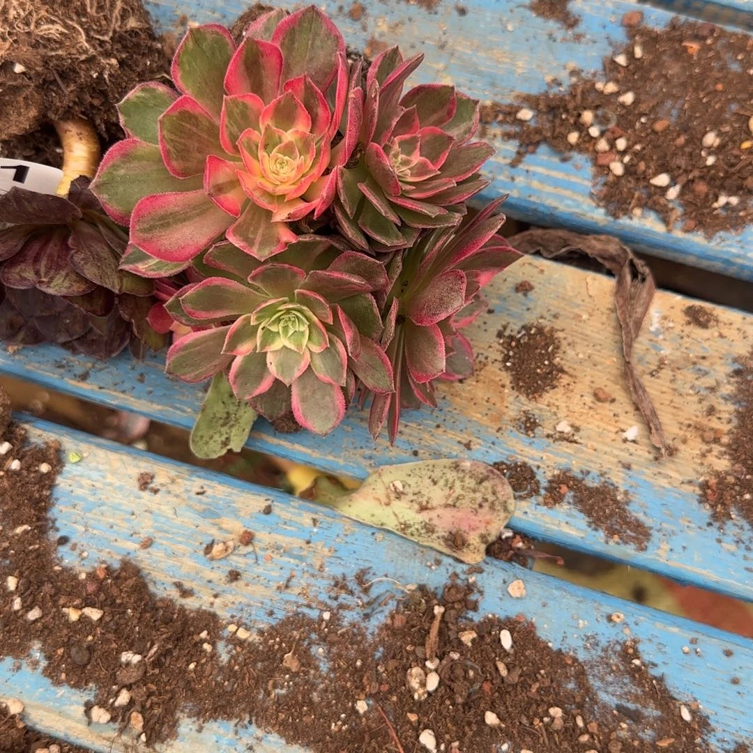 刚***子1个小苗多肉植物591