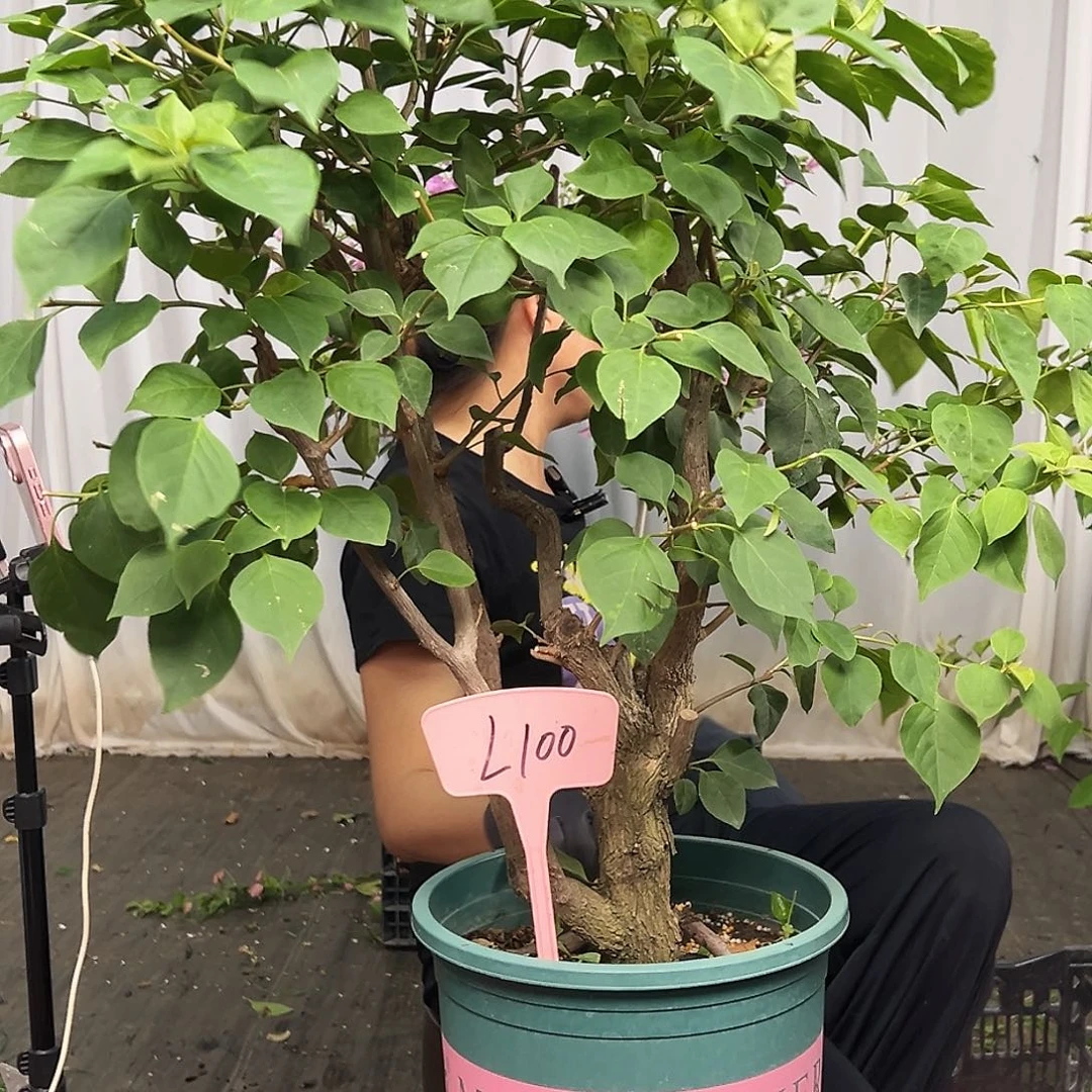 0***人当前无花栽培后可以开花L100不甜