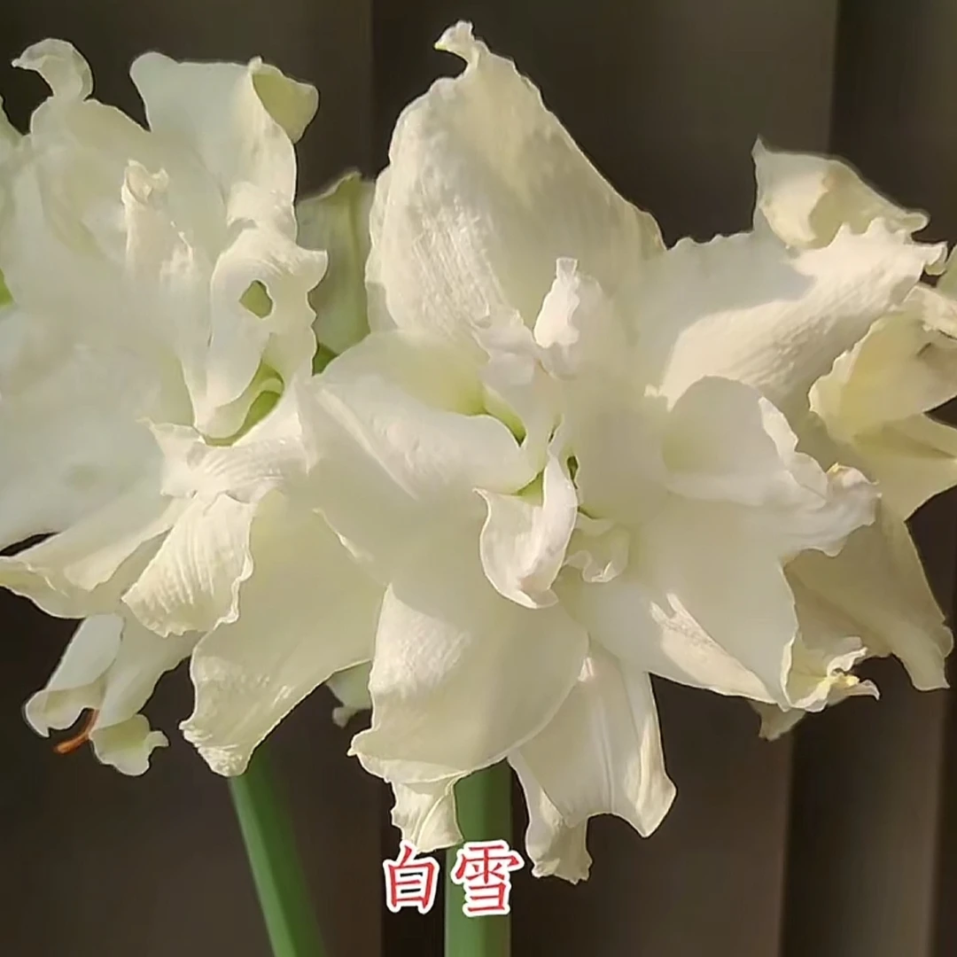 【白雪公主】甜甜花园-秘鲁进口朱顶红种球-白色大花重瓣型