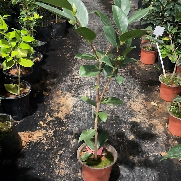 大部分花苞少量开放，快乐人生