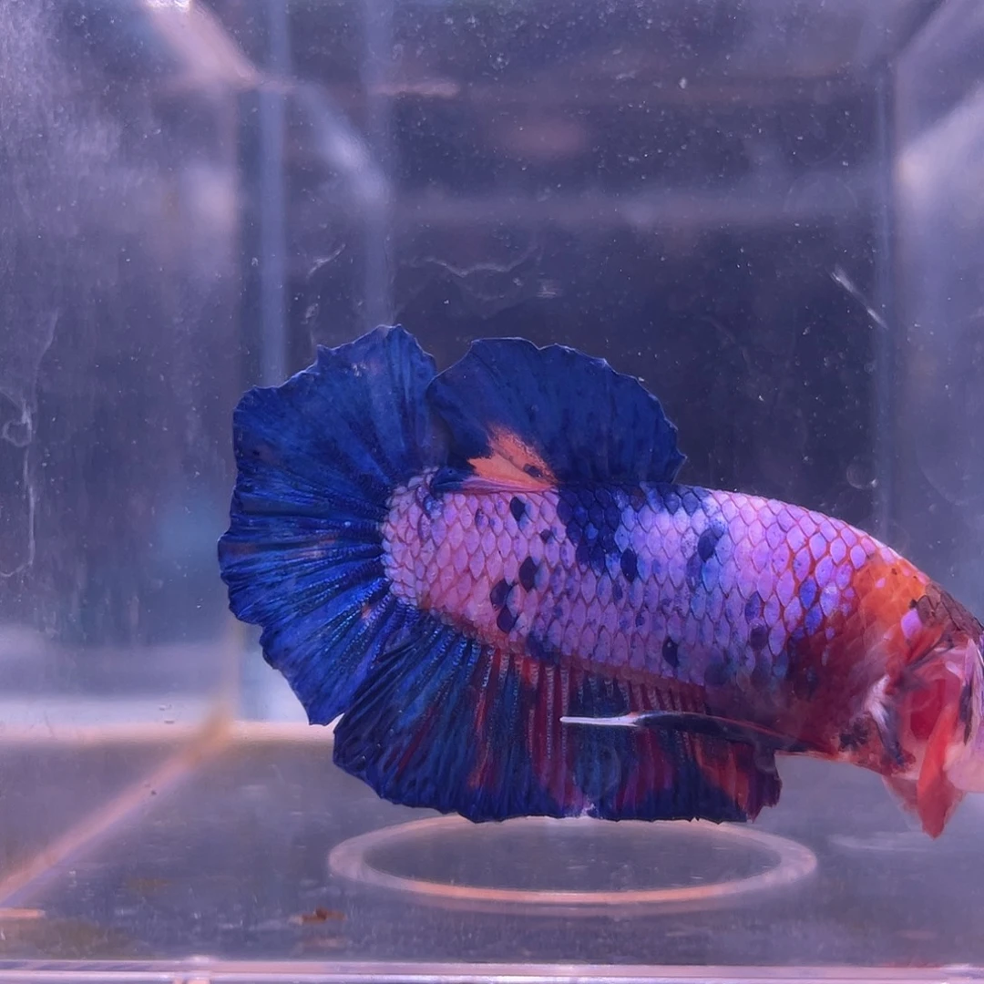 斗鱼可博泰斗092535