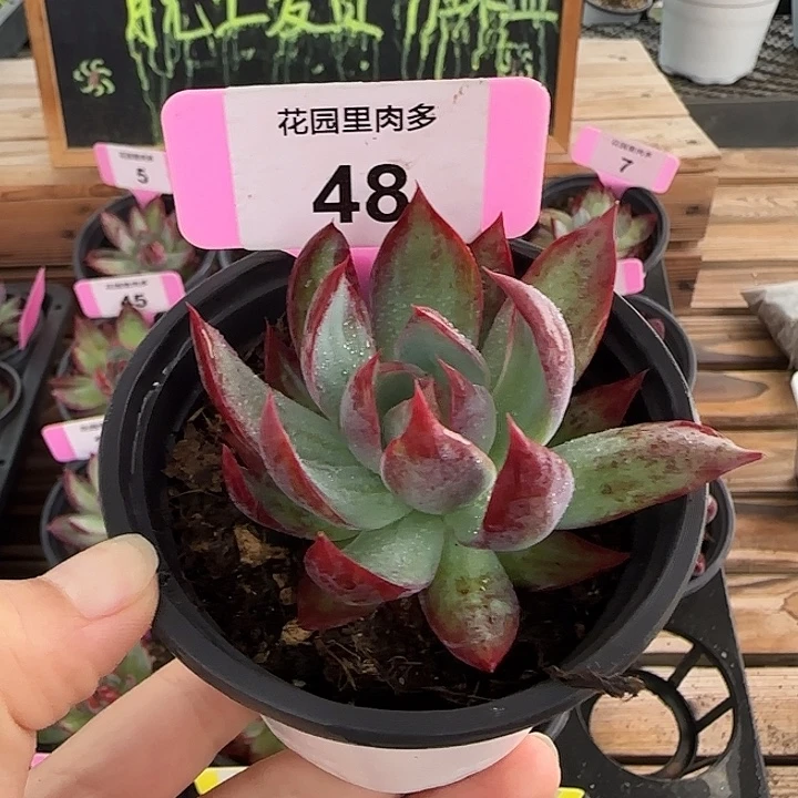 吃***子48 惊鸿仙子多肉植物