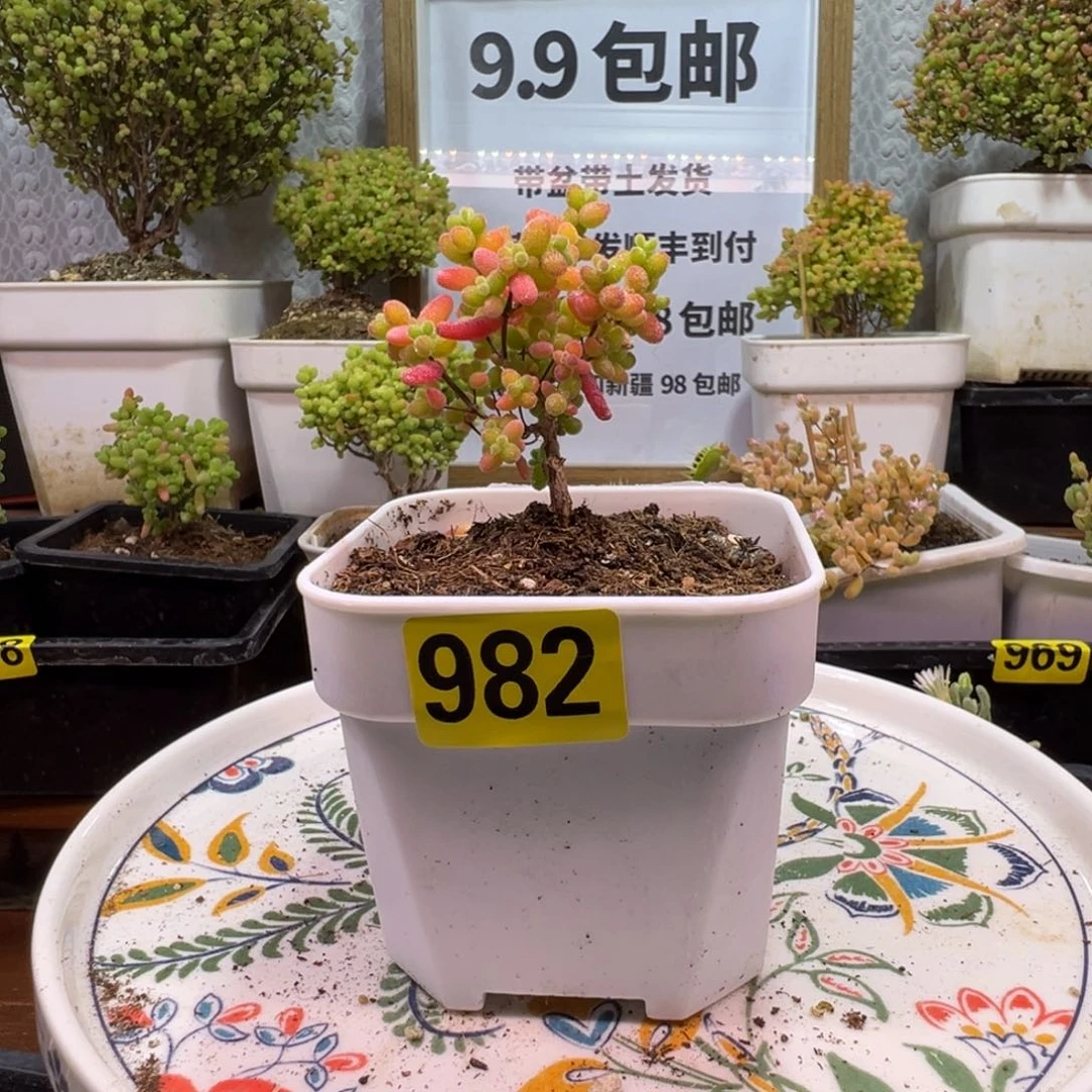 枝干番杏多肉植物982