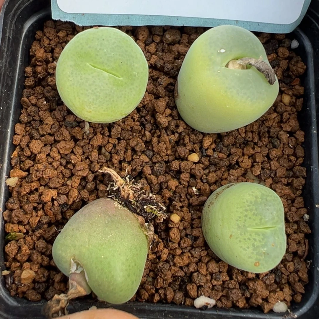 17-10肉锥多肉植物，