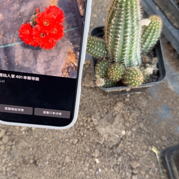 白檀仙人掌491带跟随机