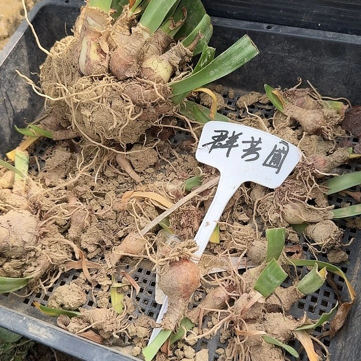 群芳圃朱顶红一棵2+