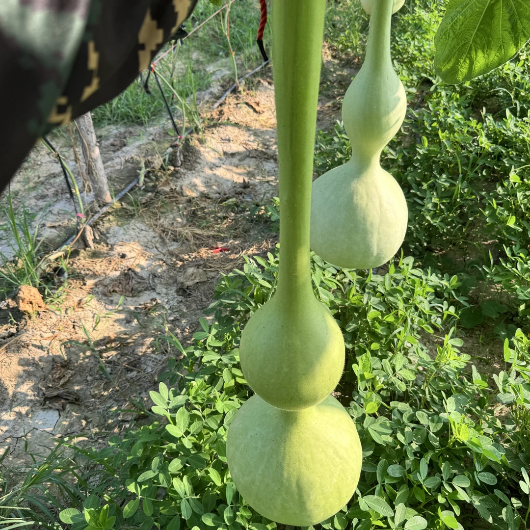 特大长嘴八宝，尺寸：1.2米，想要种子速来抢购文玩葫芦