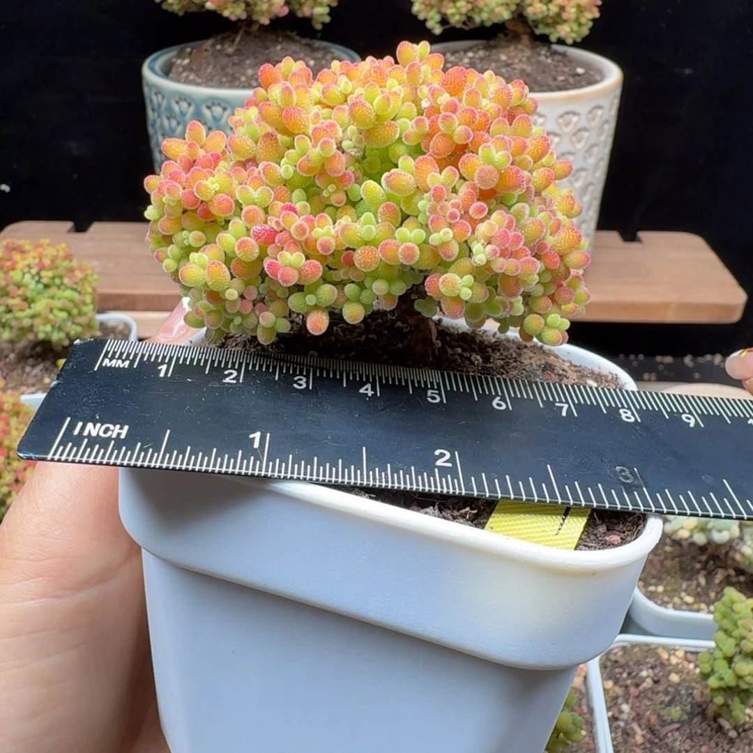 a37号蜜橘冠服7厘米左右