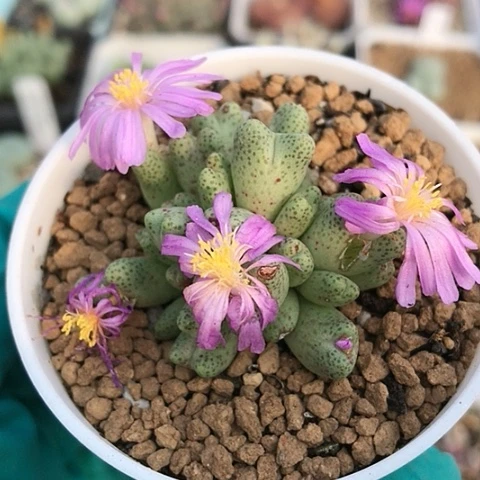 多肉肉锥 草莓斑马 28头