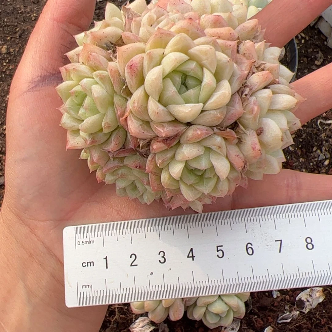 Z**幻327 多肉植物组合盆栽