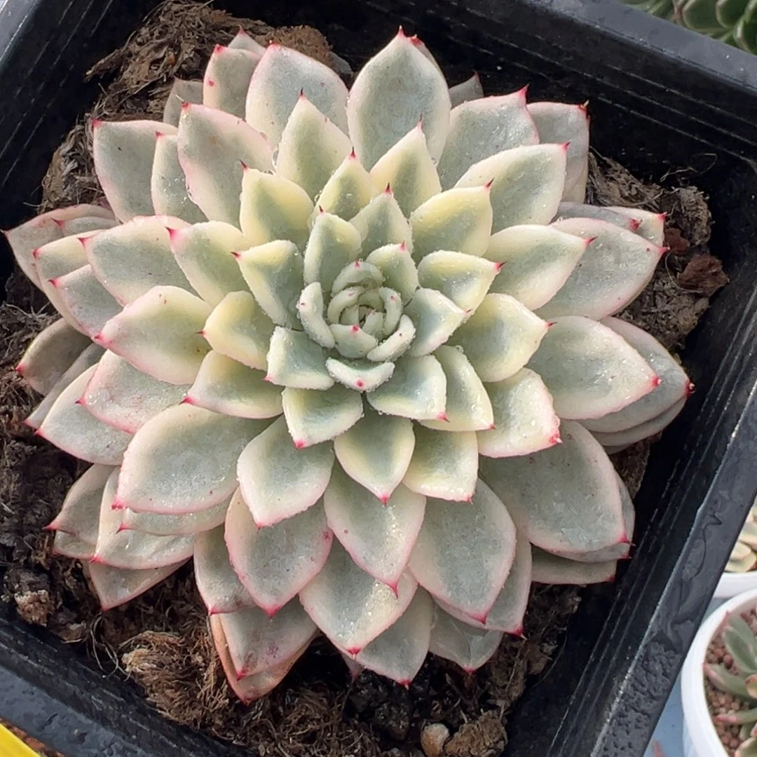 原始绿爪锦，覆轮锦