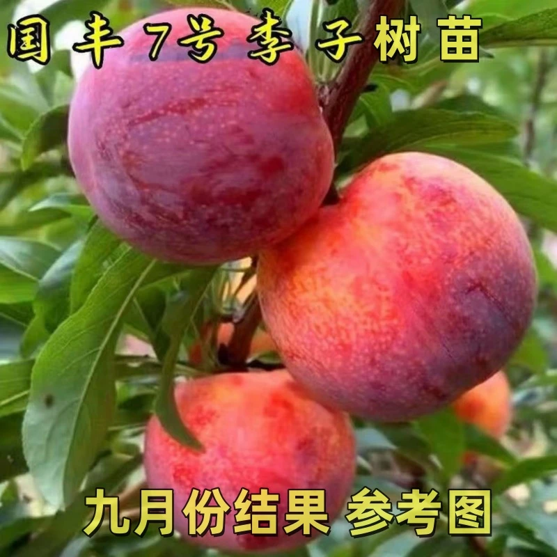 正宗嫁接国峰七号李子树苗新品种晚熟李子苗黄金奈李南方北方种植