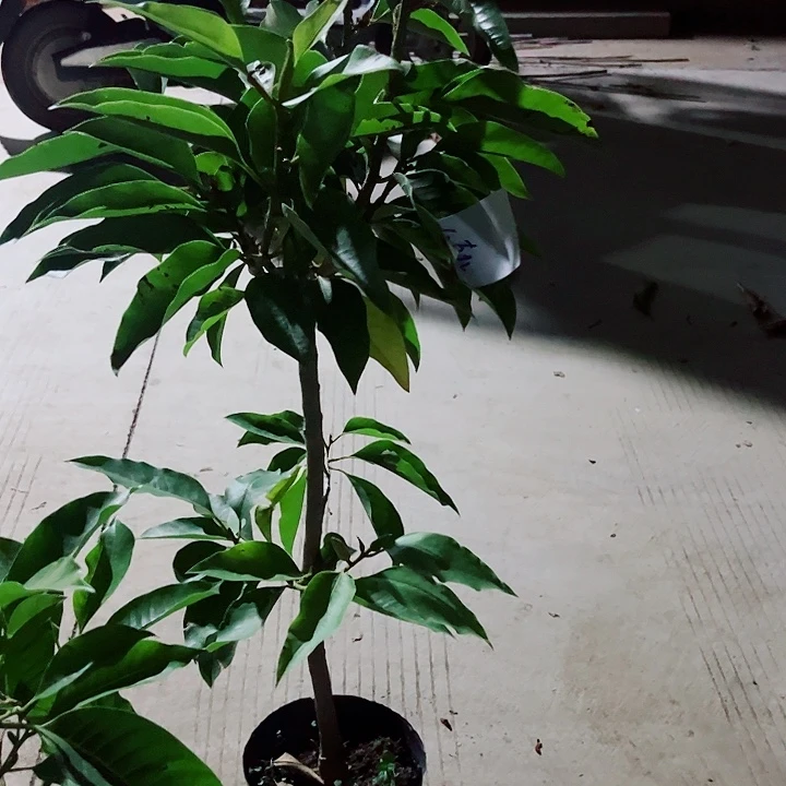 无花朵黄兰花是真的好看