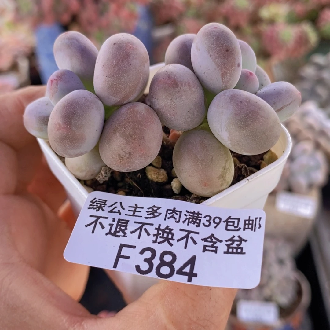 糖豆奶5cm384多肉植物