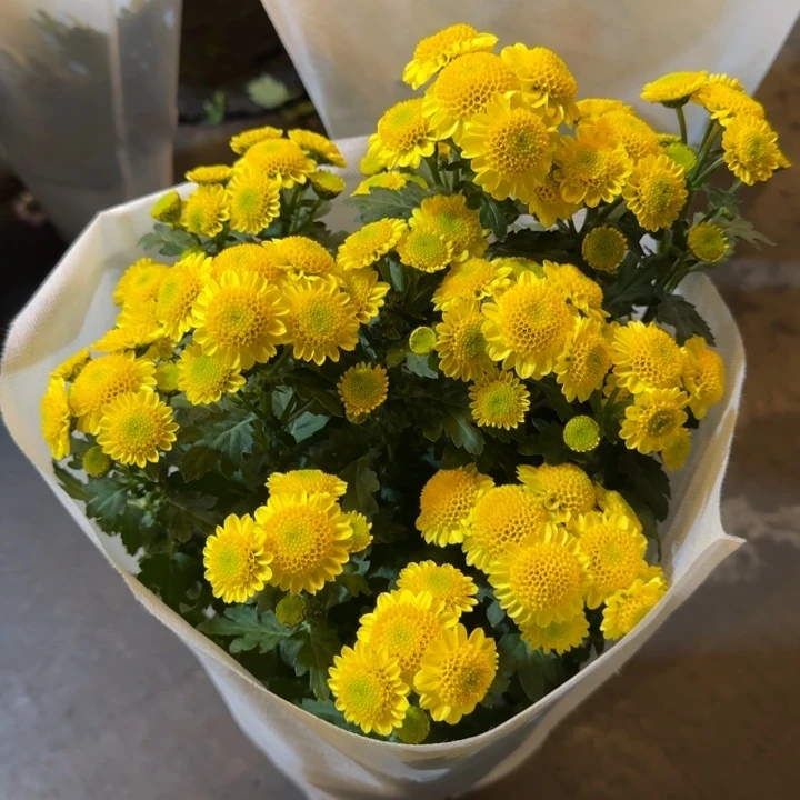 新品小菊太阳神盆栽