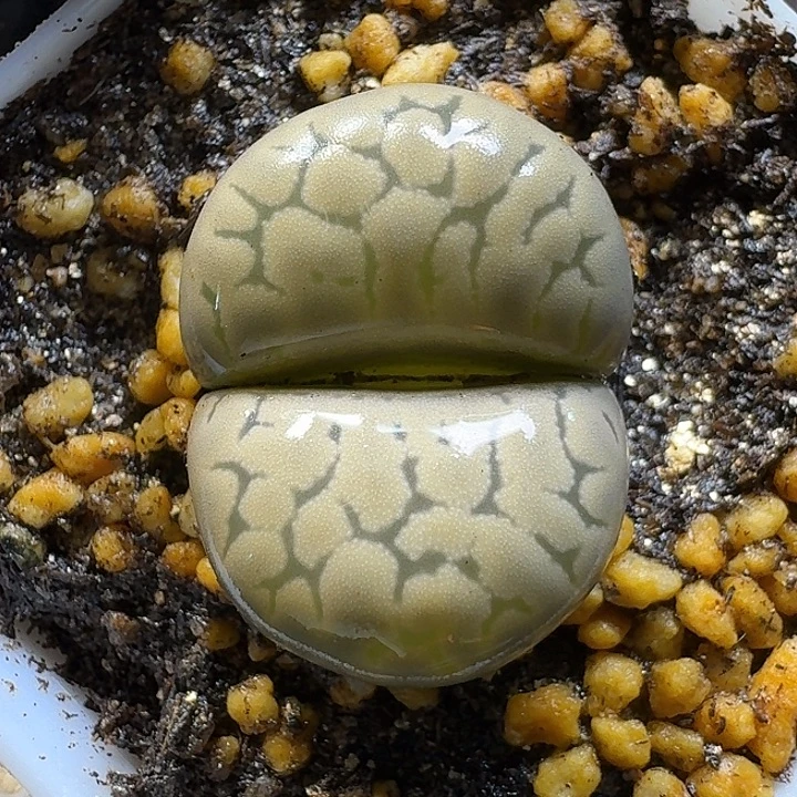 生石花111111。   113