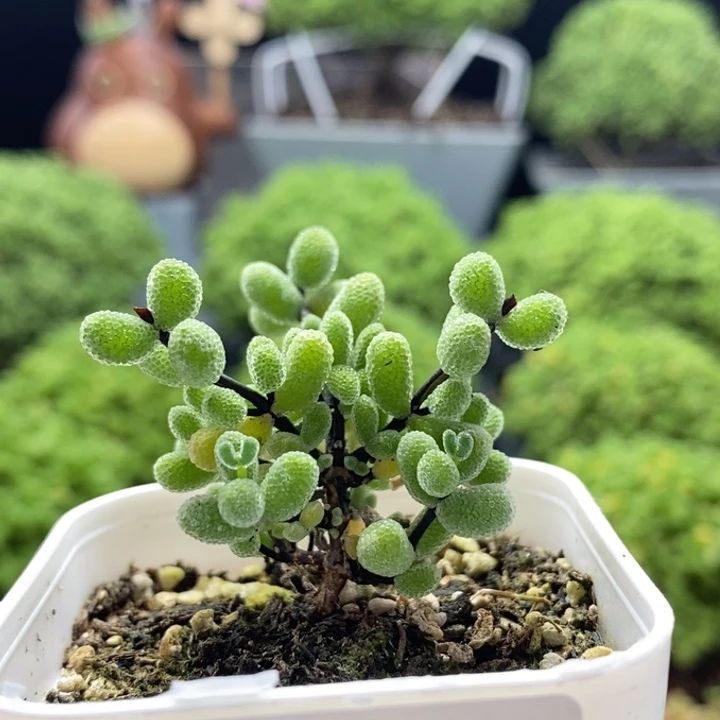 翡翠8269枝干番杏