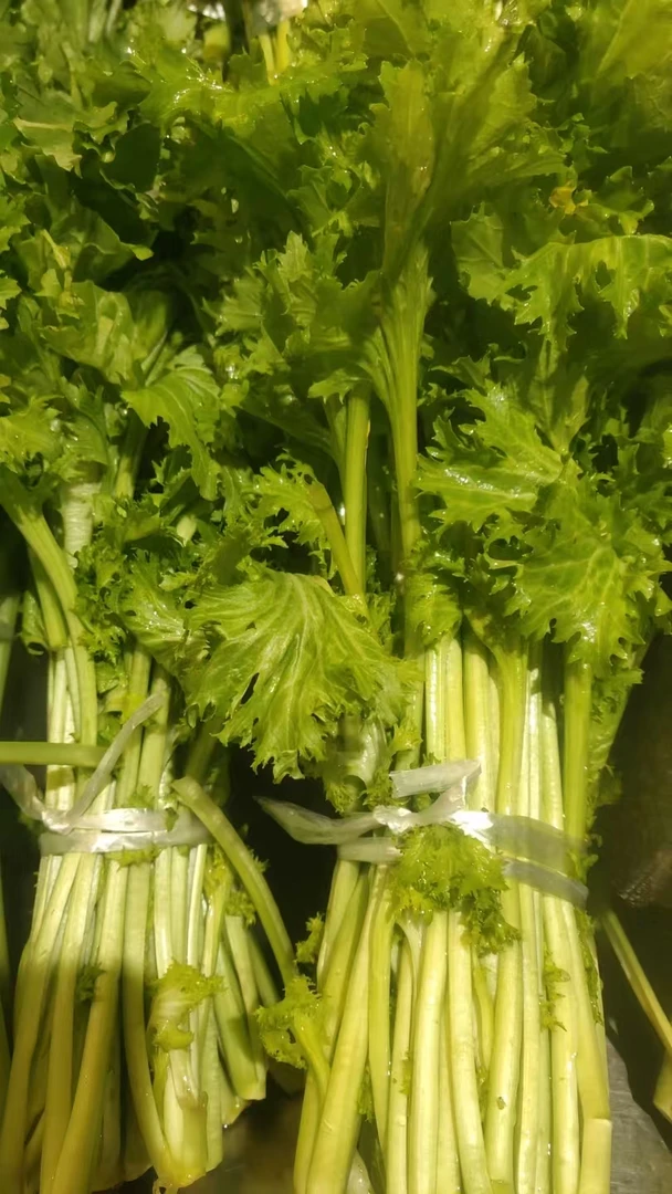 香青菜约500g