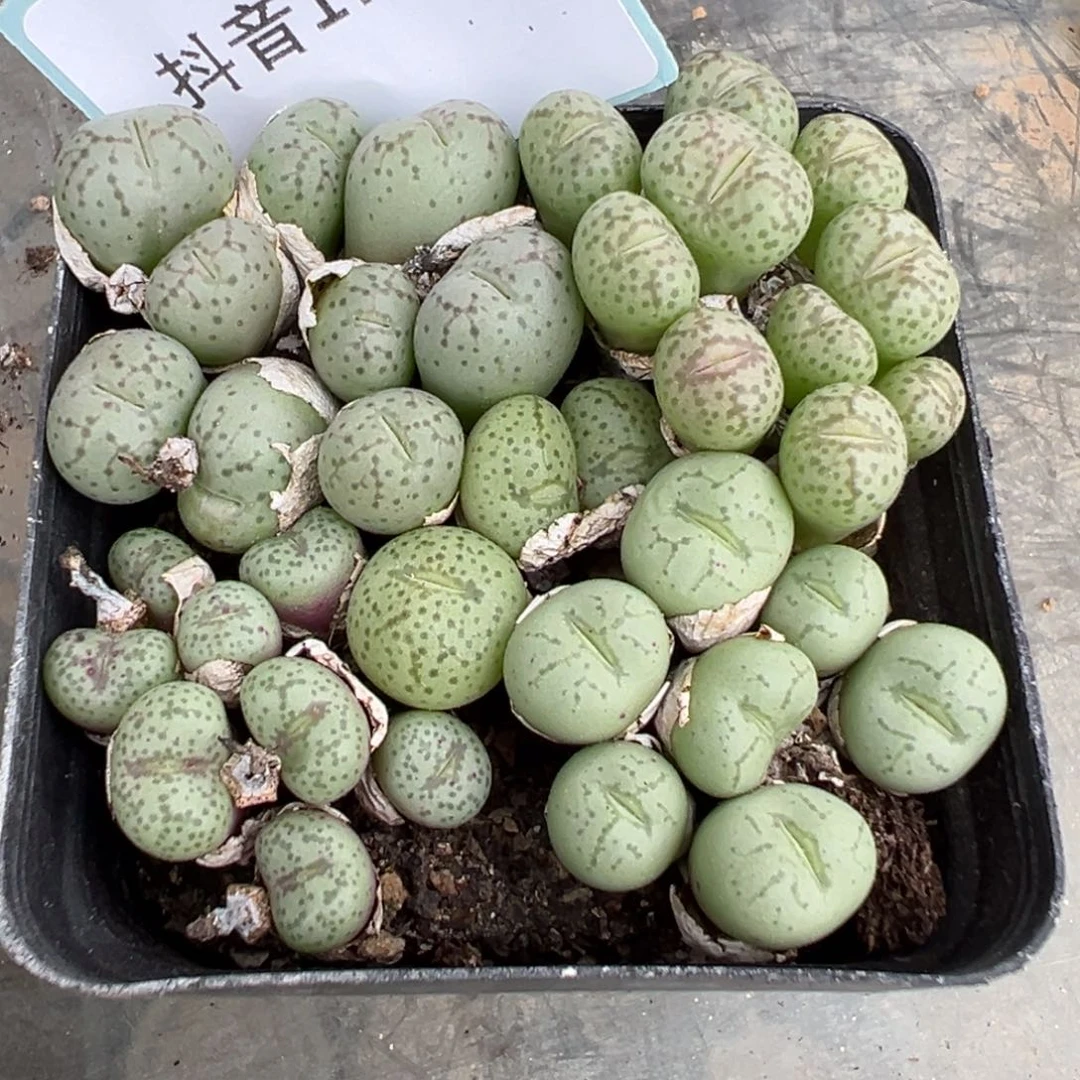 17-71肉锥多肉植物