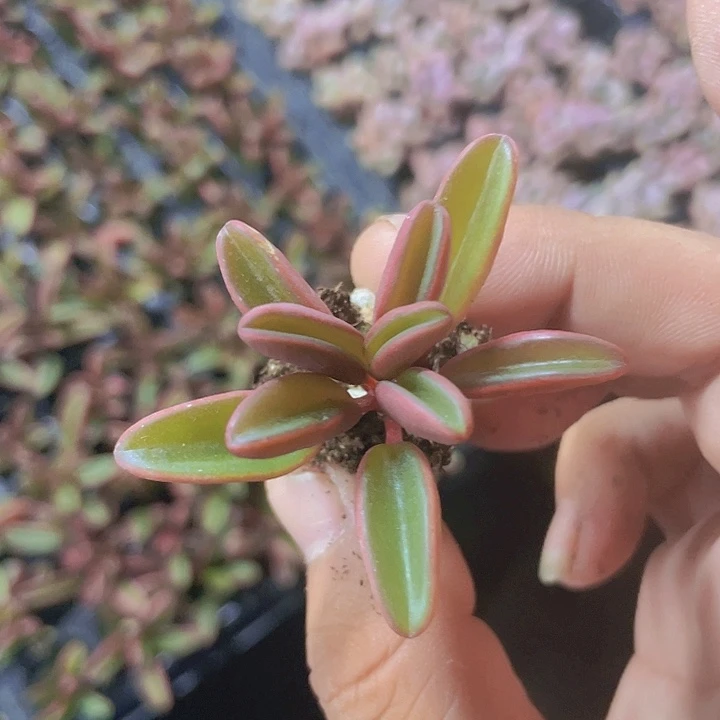 红背胶草精品多肉