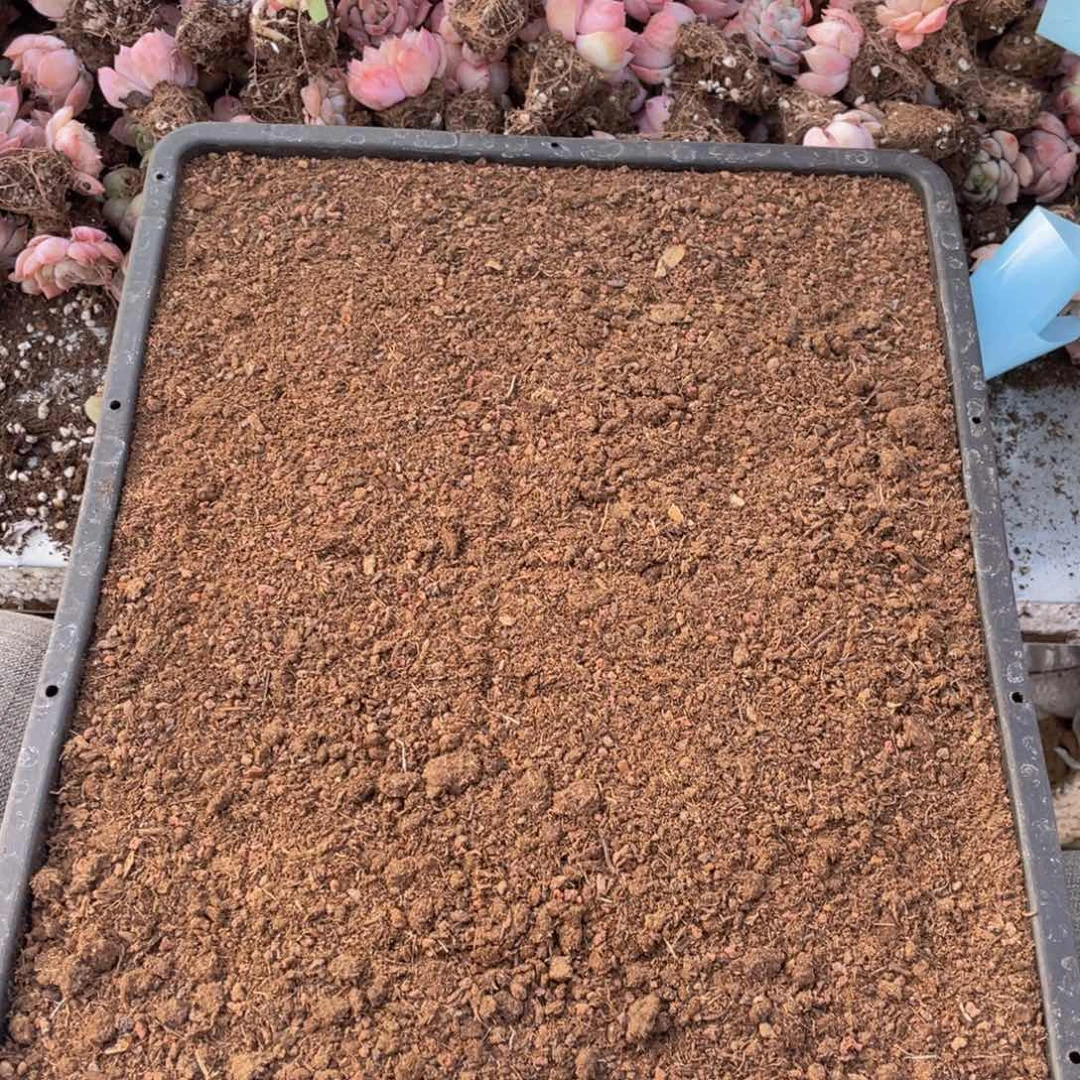 云糖心多肉植物695